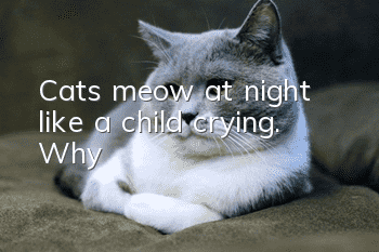 Cats meow at night like a child crying. Why?