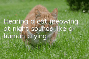 Hearing a cat meowing at night sounds like a human crying