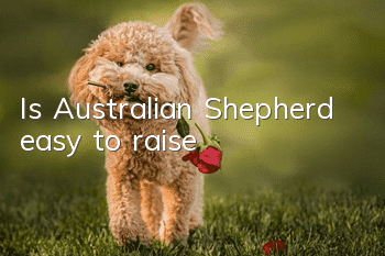 Is Australian Shepherd easy to raise?