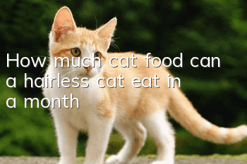 How much cat food can a hairless cat eat in a month?