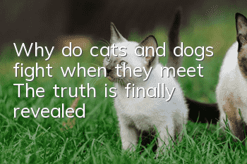 Why do cats and dogs fight when they meet? The truth is finally revealed!