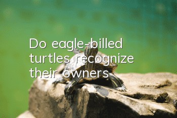 Do eagle-billed turtles recognize their owners?