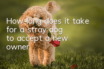 How long does it take for a stray dog to accept a new owner?