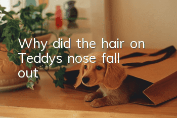 Why did the hair on Teddy's nose fall out?