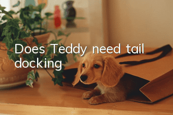 Does Teddy need tail docking?