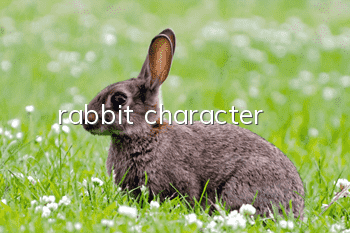 rabbit character