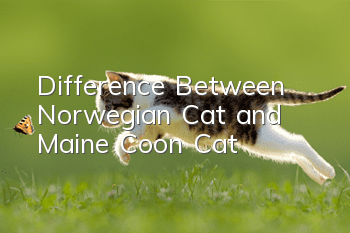 Difference Between Norwegian Cat and Maine Coon Cat