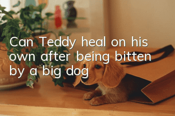 Can Teddy heal on his own after being bitten by a big dog?