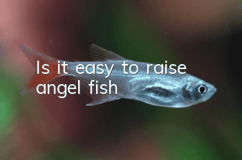 Is it easy to raise angel fish?
