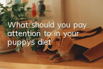 What should you pay attention to in your puppy’s diet?