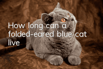 How long can a folded-eared blue cat live?