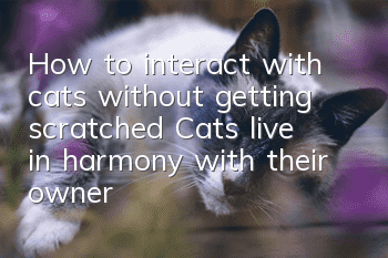 How to interact with cats without getting scratched? Cats live in harmony with their owners!