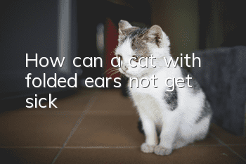 How can a cat with folded ears not get sick?