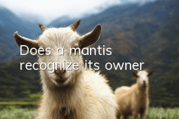 Does a mantis recognize its owner?