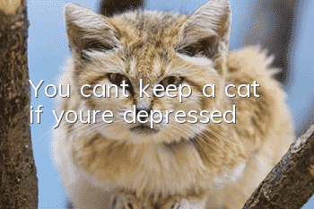 You can’t keep a cat if you’re depressed