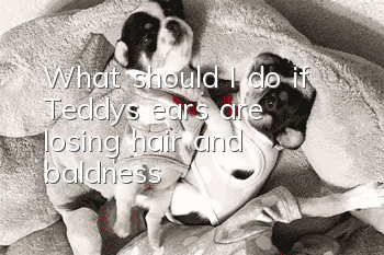 What should I do if Teddy’s ears are losing hair and baldness?