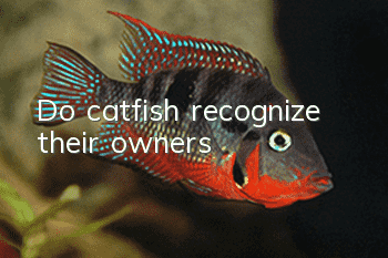 Do catfish recognize their owners?