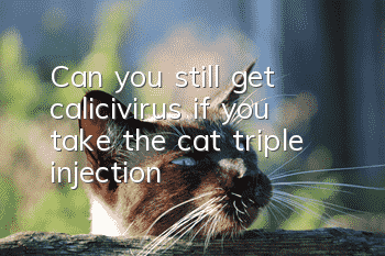 Can you still get calicivirus if you take the cat triple injection?