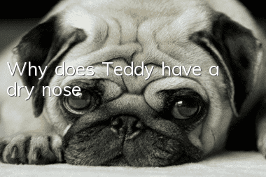 Why does Teddy have a dry nose?