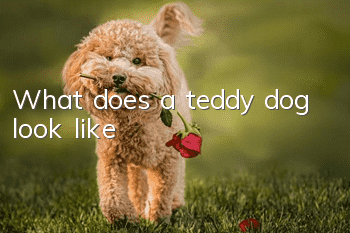 What does a teddy dog look like?