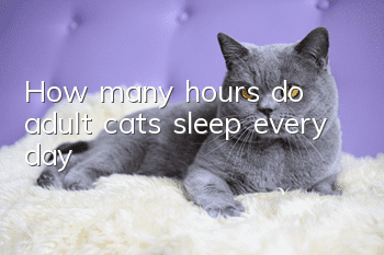 How many hours do adult cats sleep every day?