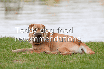 Teddy dog ​​food recommendations