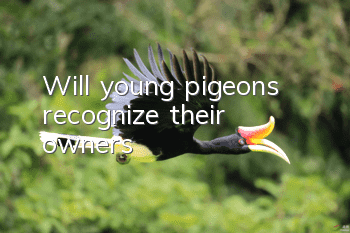 Will young pigeons recognize their owners?