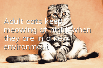 Adult cats keep meowing at night when they are in a new environment