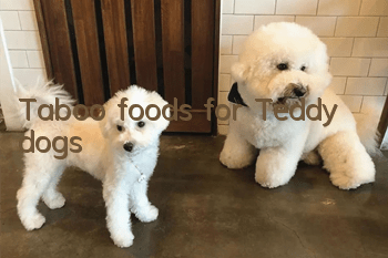 Taboo foods for Teddy dogs