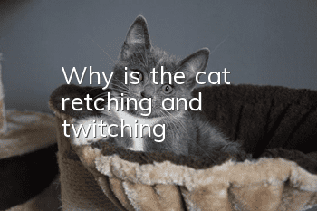Why is the cat retching and twitching?