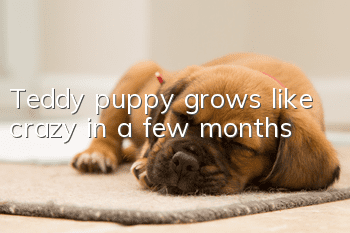 Teddy puppy grows like crazy in a few months