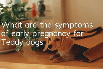 What are the symptoms of early pregnancy for Teddy dogs?