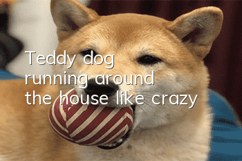 Teddy dog ​​running around the house like crazy