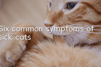 Six common symptoms of sick cats