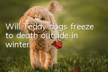 Will Teddy dogs freeze to death outside in winter?