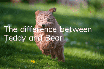 The difference between Teddy and Bear