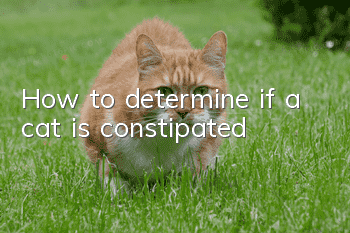 How to determine if a cat is constipated