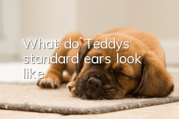 What do Teddy's standard ears look like?