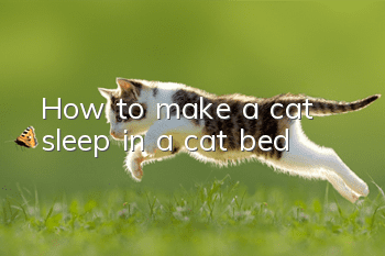 How to make a cat sleep in a cat bed