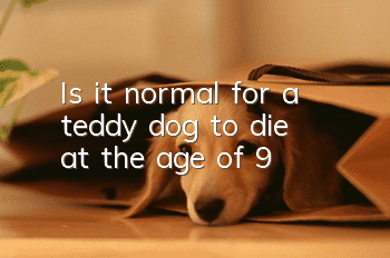 Is it normal for a teddy dog to die at the age of 9?