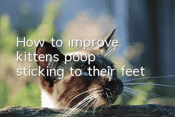 How to improve kittens’ poop sticking to their feet