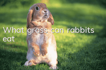 What grass can rabbits eat?