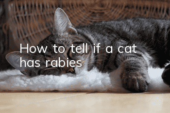 How to tell if a cat has rabies