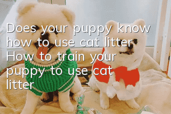 Does your puppy know how to use cat litter? How to train your puppy to use cat litter?