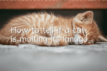 How to tell if a cat is molting its lanugo