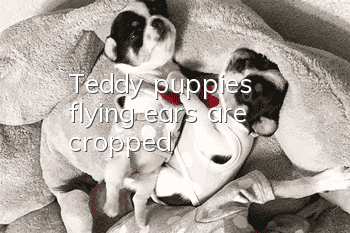 Teddy puppies’ flying ears are cropped