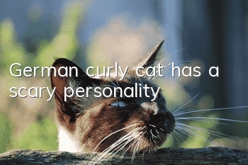 German curly cat has a scary personality