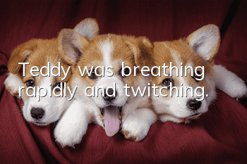 Teddy was breathing rapidly and twitching.
