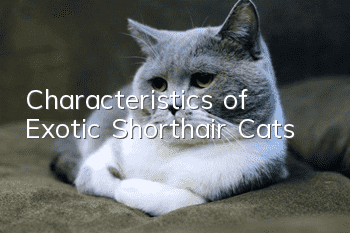 Characteristics of Exotic Shorthair Cats