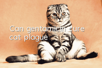 Can gentamicin cure cat plague?